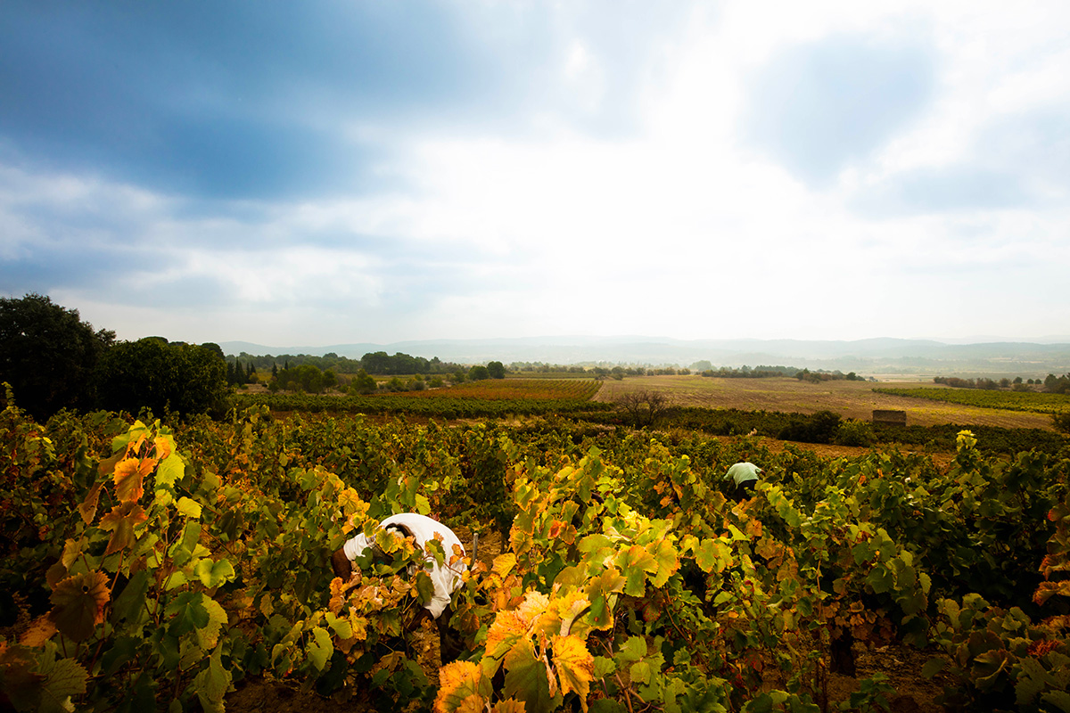 Coopérative de vins du sud ouest
